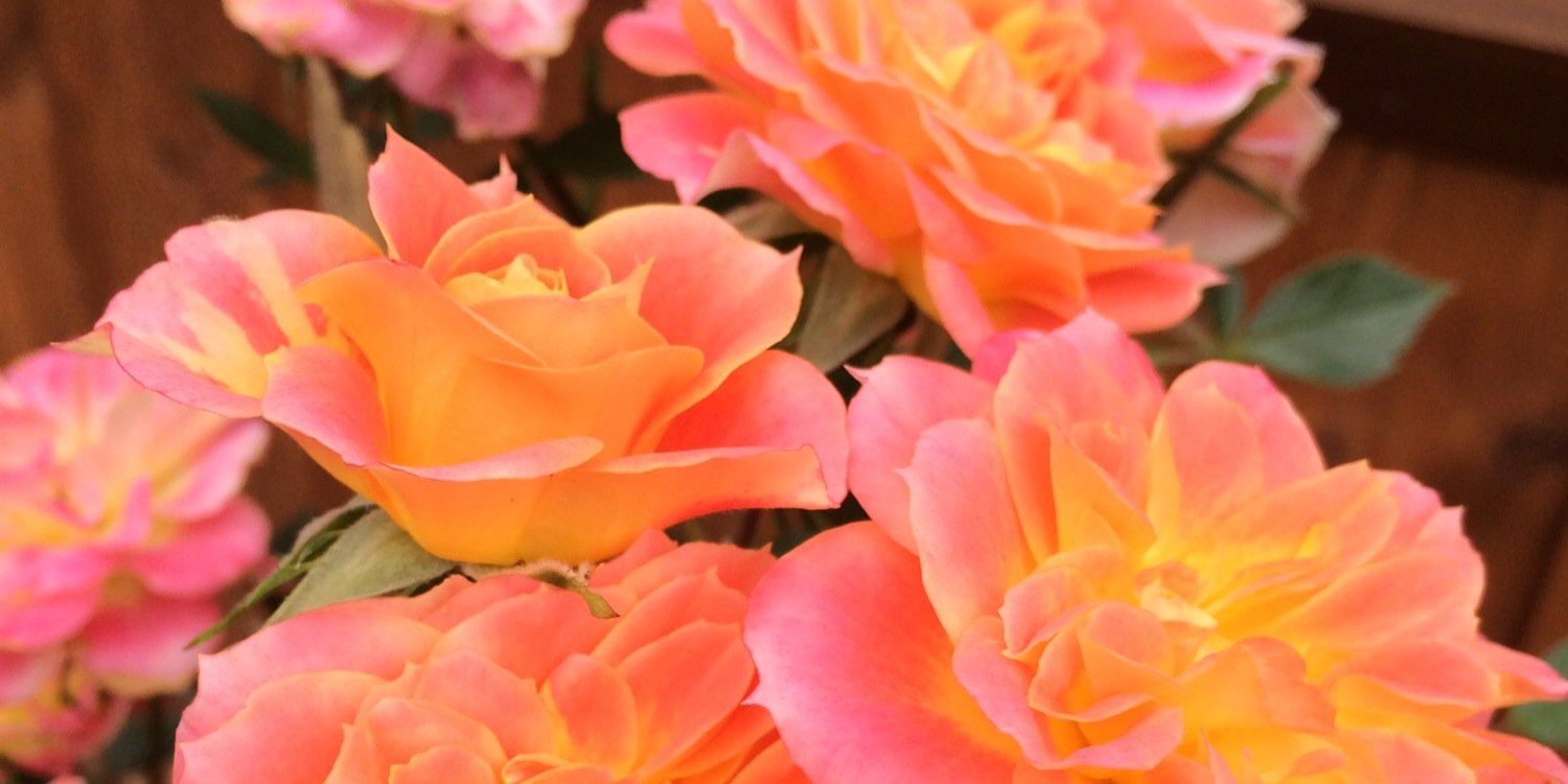 FionaRLambert's profile banner image