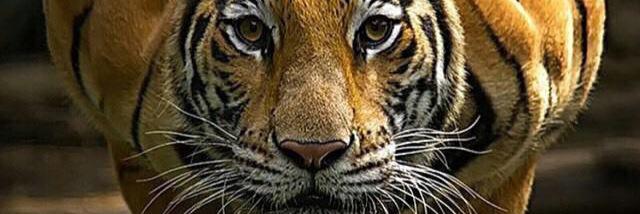 fesal213's profile banner image