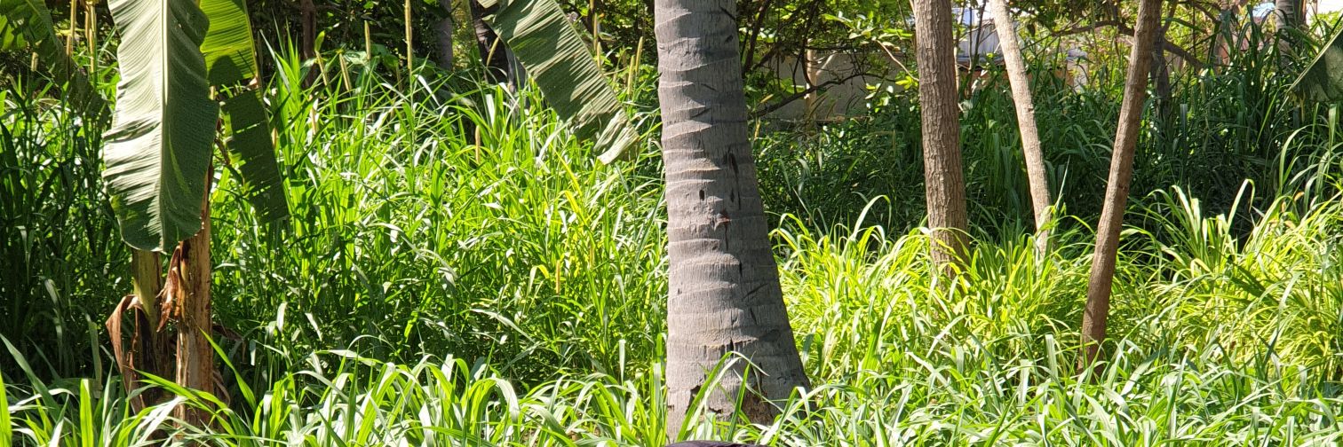 GiriPRao's profile banner image