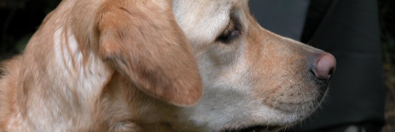 GGarridoNo1's profile banner image