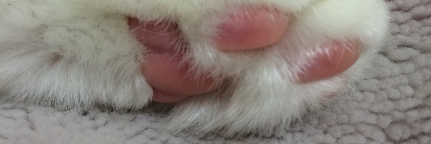 prn990908's profile banner image