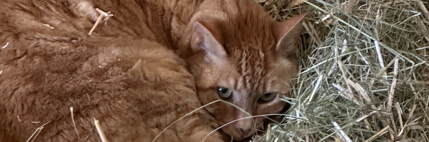 Katie 🐳👽 banner