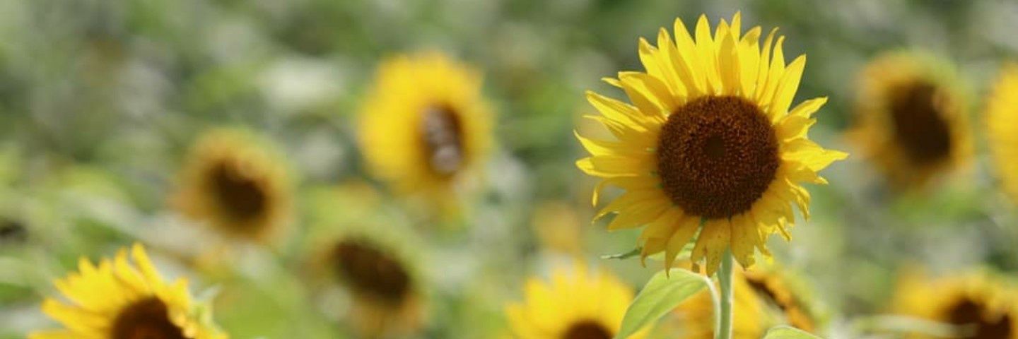 Panda21022's profile banner image