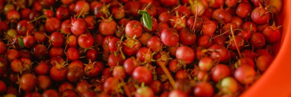 Corporación Actuemos banner