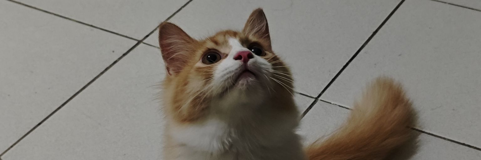 ragroxas's profile banner image