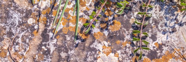 waliade Profile Banner