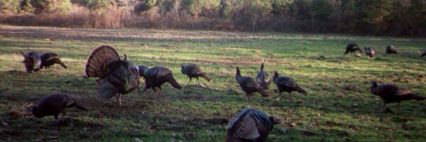 F3Screech Profile Banner