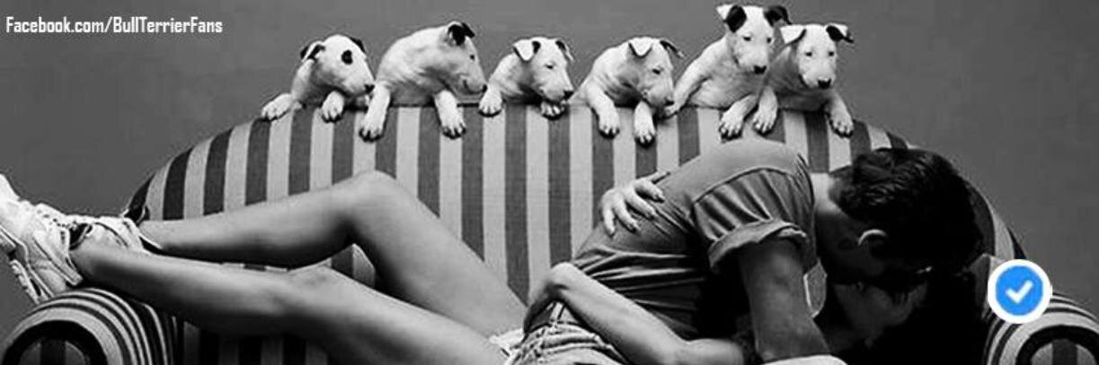 BullTerriersfan's profile banner image