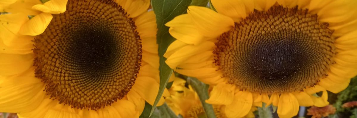 dxprs_'s profile banner image