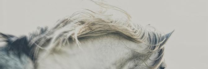 Samvox's profile banner image