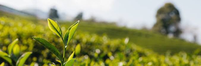 BillBaBlur's profile banner image