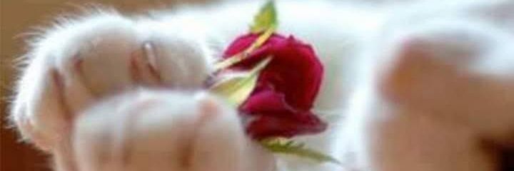 Julian Catter 🇵🇪 banner