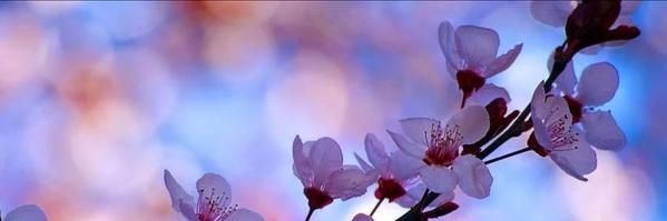 1453_cesur's profile banner image