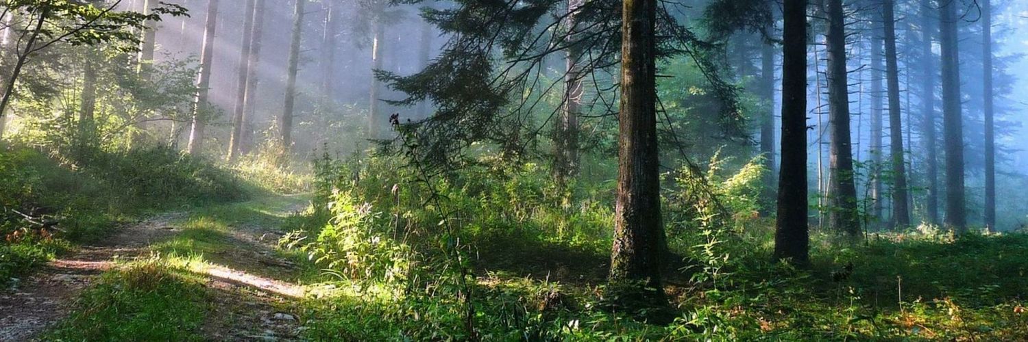 albcapi's profile banner image