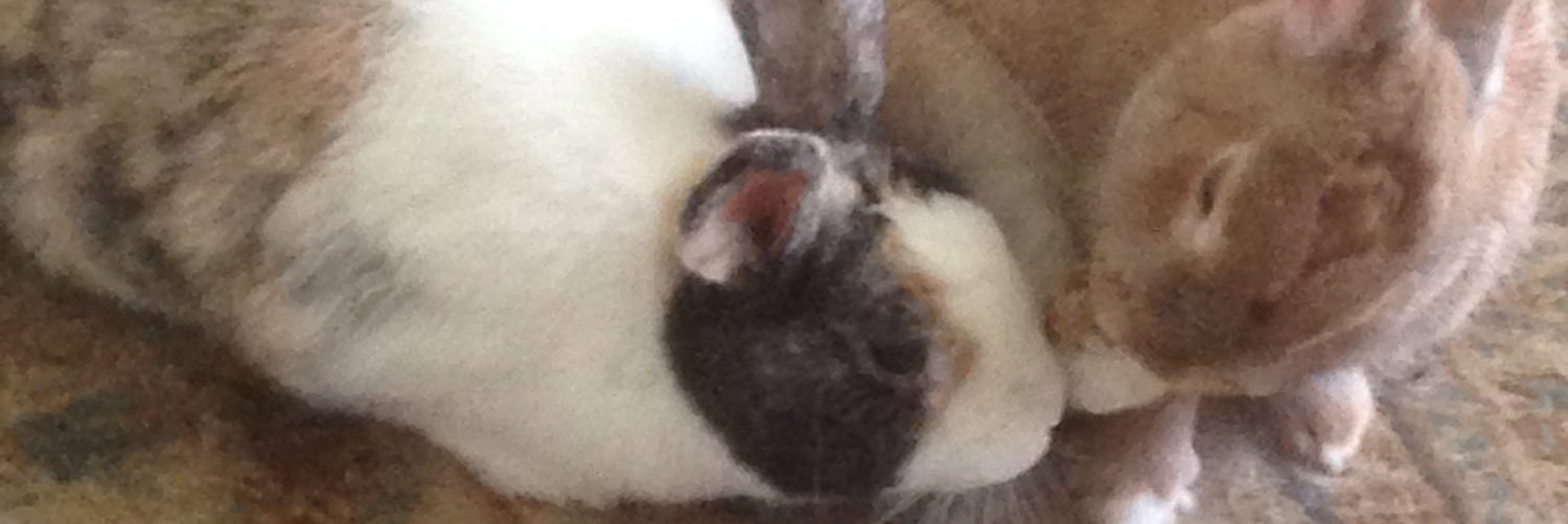 jackmaybenimble's profile banner image