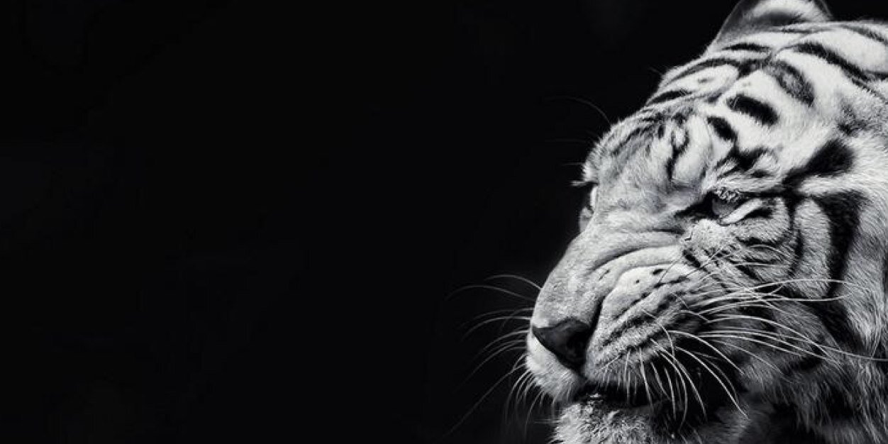 PerrieRPGABT2's profile banner image