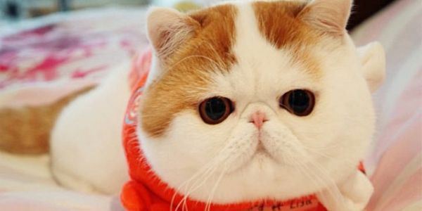 indratwoko's profile banner image