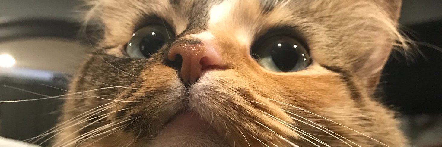 KittenKittie's profile banner image