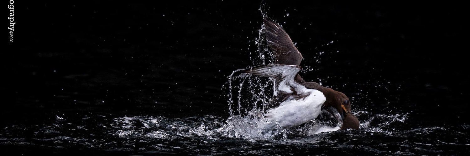 Mike Radcliffe Photography banner