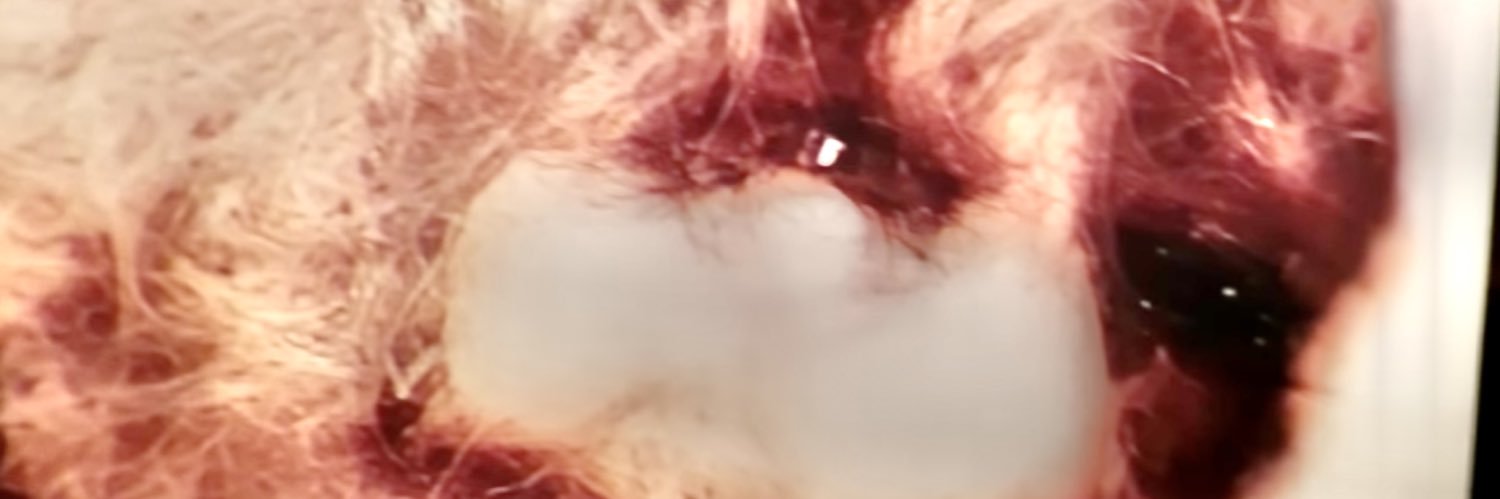 rpmando's profile banner image