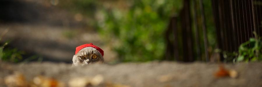 🦖 Carolyn Lederach 🦕 banner