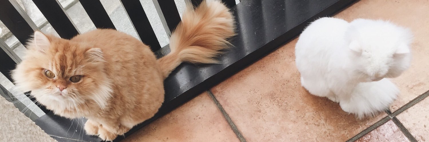 neko_2210's profile banner image