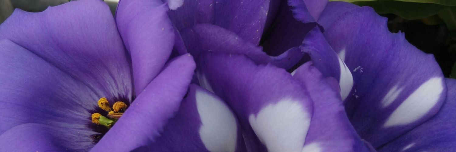 AnnaliMTwo's profile banner image