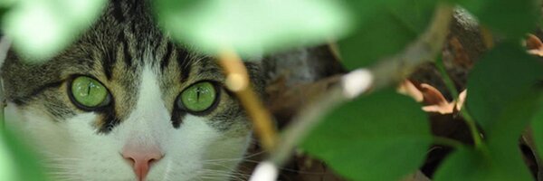 BorisKitty Profile Banner
