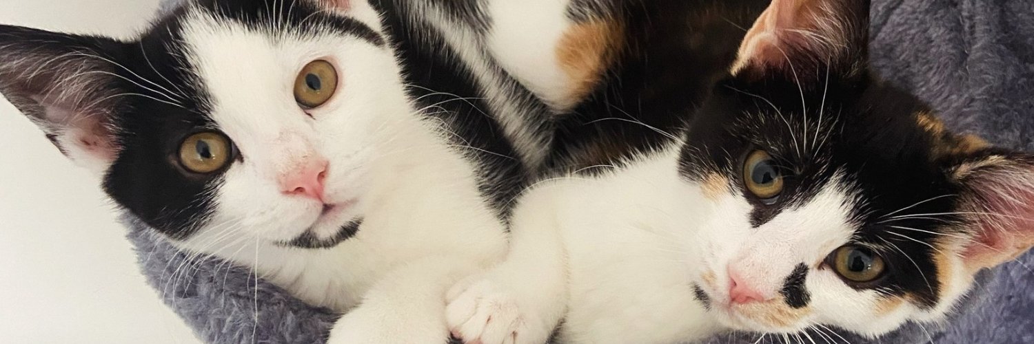 RSPCAhx's profile banner image