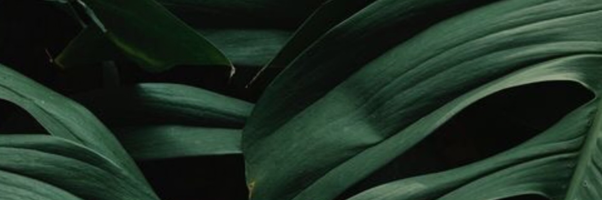 caarlykillen7's profile banner image
