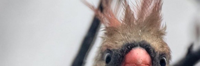 lynnscnole's profile banner image