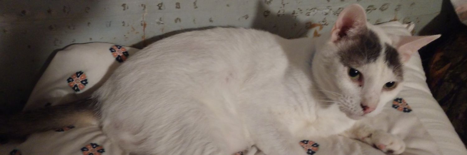 Catlover0105's profile banner image
