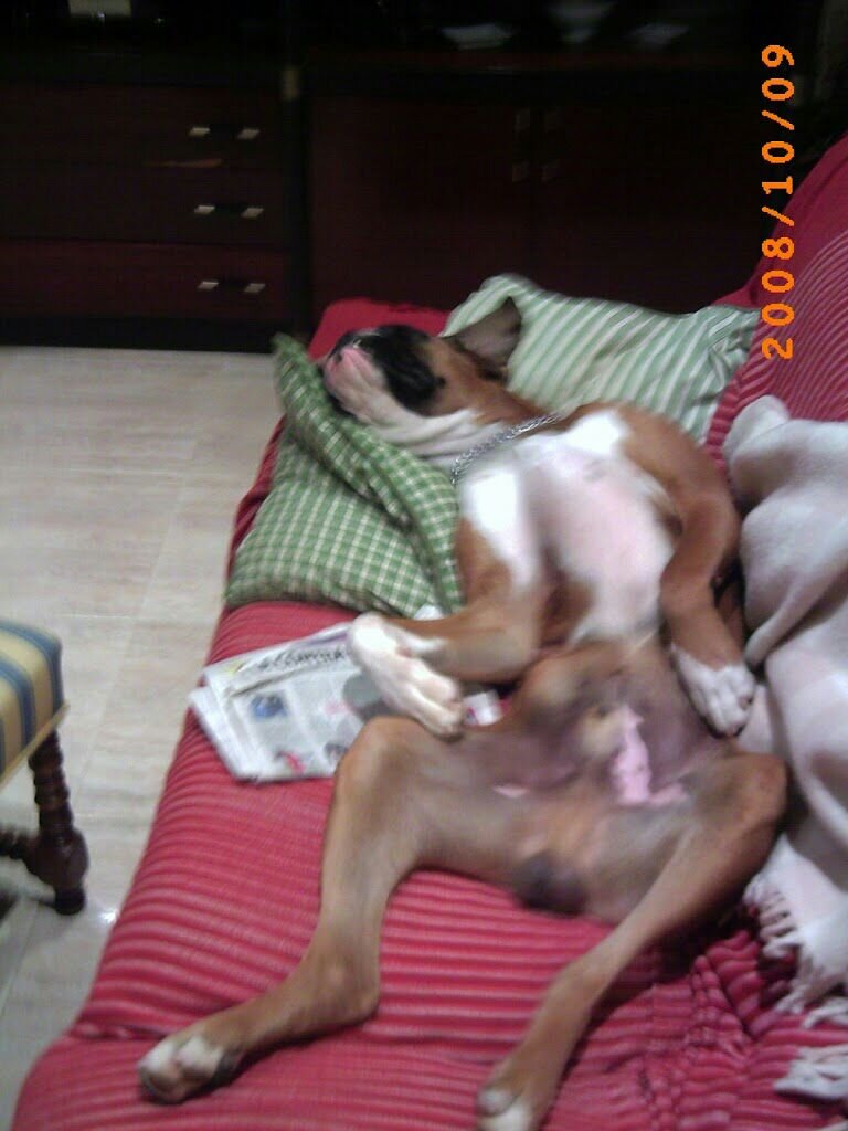 Dani 🎗🎗🎗🎗🎗 banner