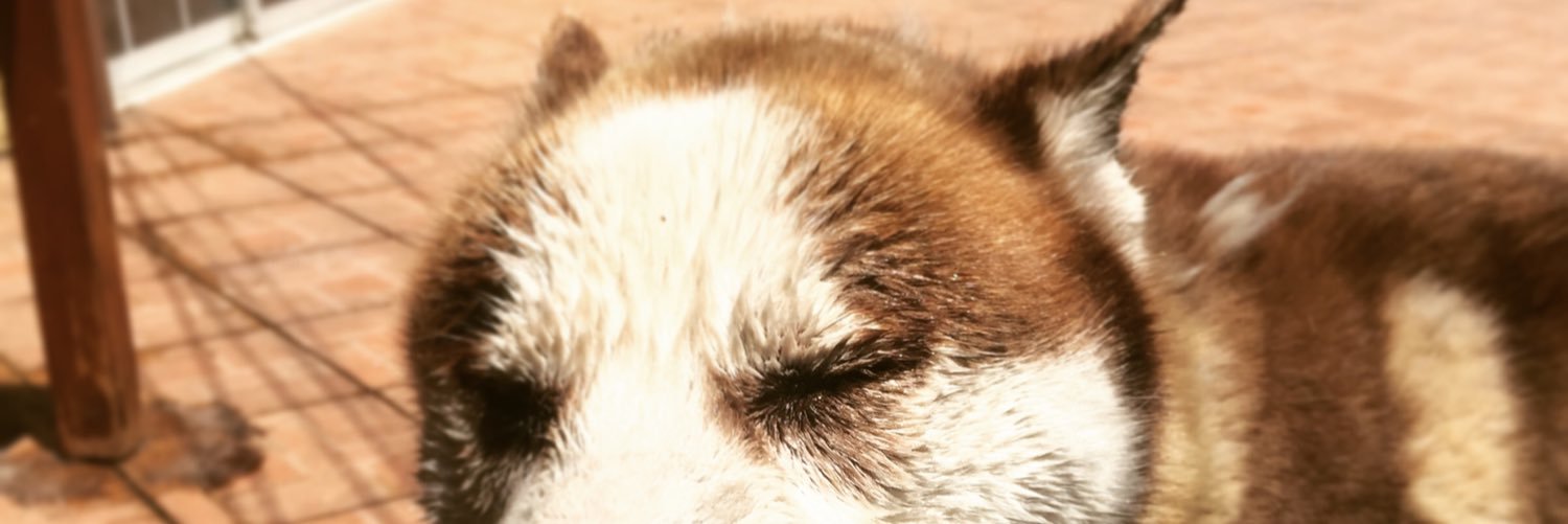 Valeria__flo's profile banner image