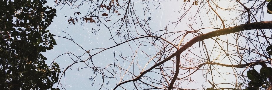 little whale banner