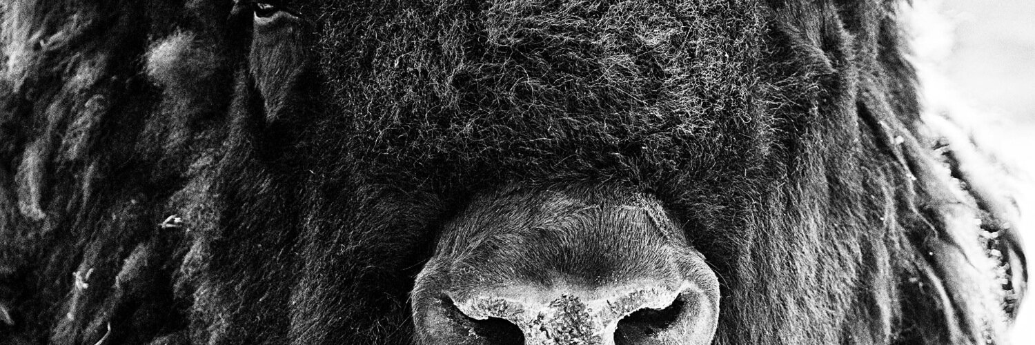 bufaloprod's profile banner image