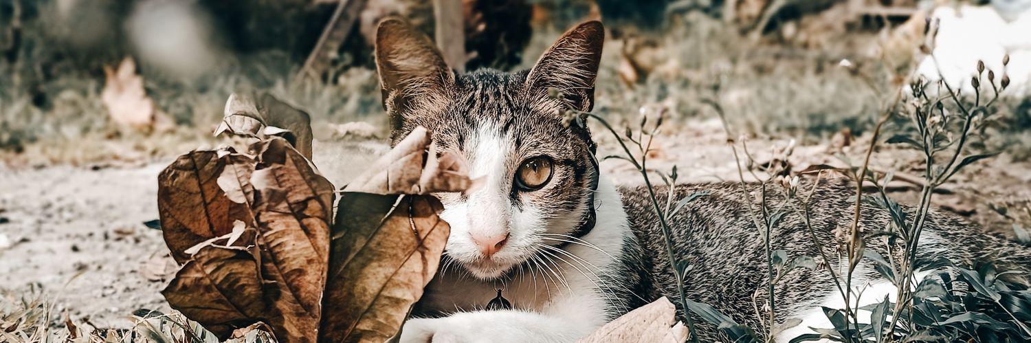 bengrasya's profile banner image