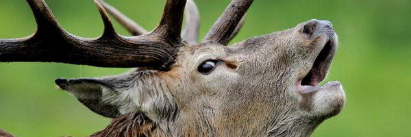 develdwachtert Profile Banner