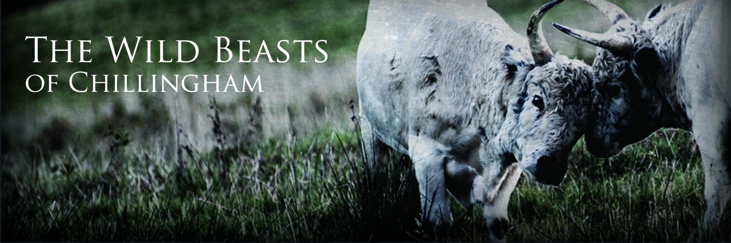 Chillingham Cattle🐮 banner