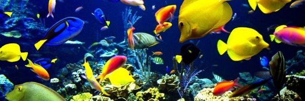 IUPZinkPool Profile Banner