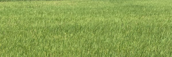 thitiv Profile Banner