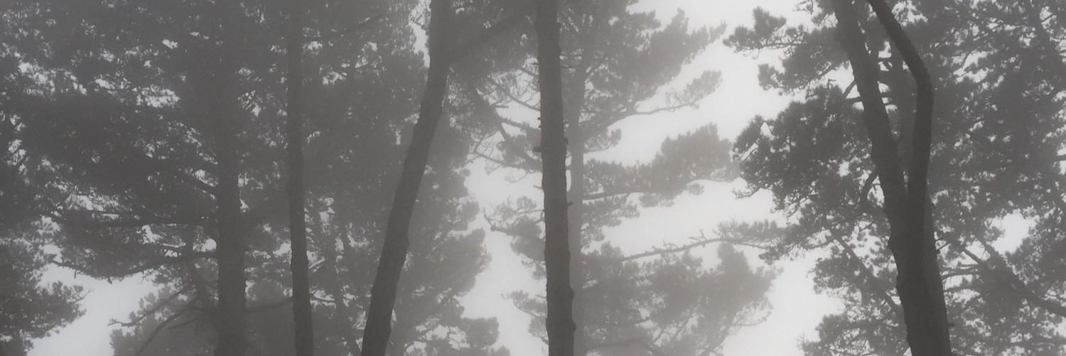 vika banner