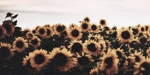 MichelleStfania's profile banner image