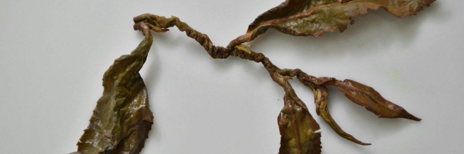 Themonoolong's profile banner image