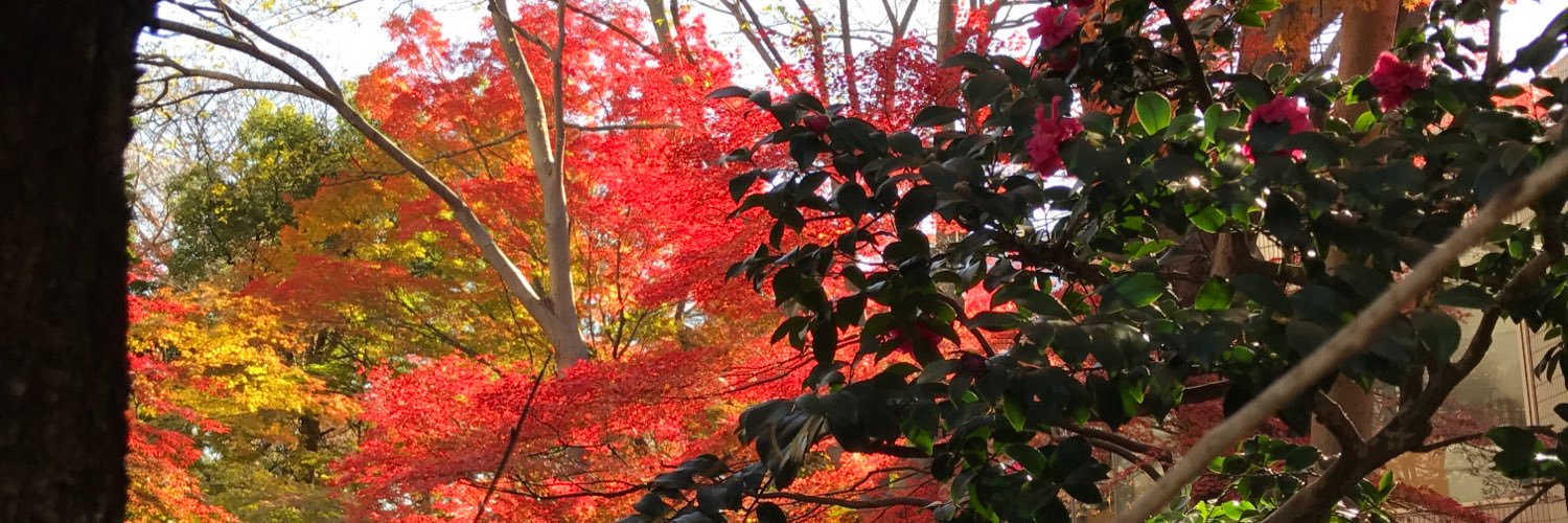 rokiko's profile banner image