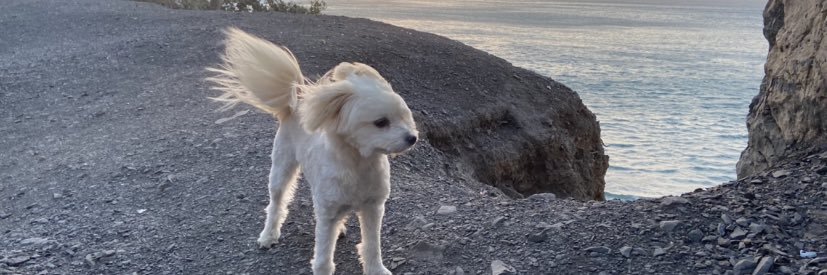 4Animals2024's profile banner image