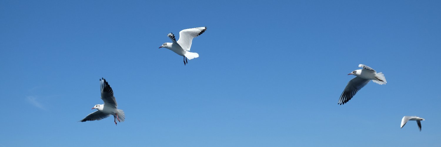 zynpkrltkn's profile banner image
