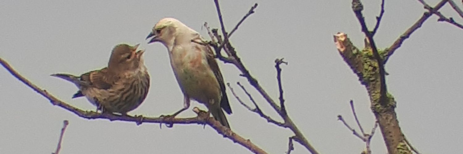 JenkoBoy 🇬🇧🏴󠁧󠁢󠁥󠁮󠁧󠁿🏴󠁧󠁢󠁷󠁬󠁳󠁿 banner