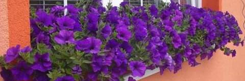 essper61's profile banner image
