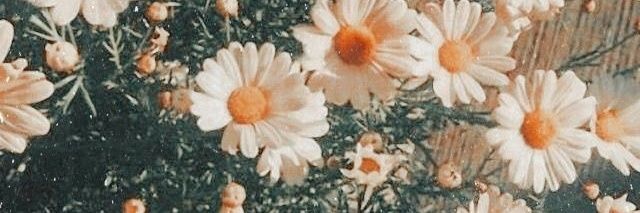 priscilalabres's profile banner image
